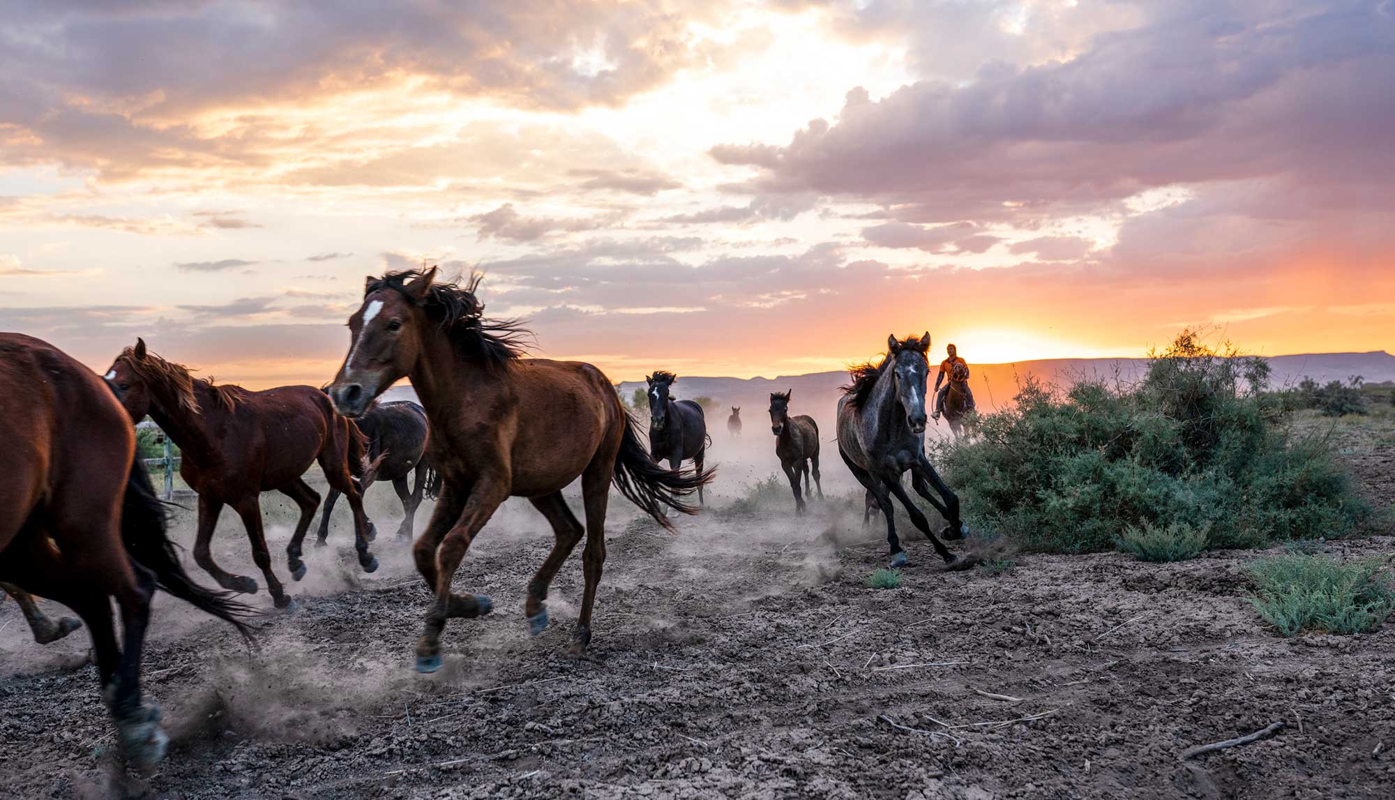 unbridled horses running on a scenic background